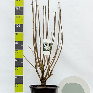 Syringa v. 'Mme Lemoine' 100-125 cm 20L
