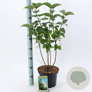 Syringa v. 'Mme Lemoine' 40-50 cm 5,0L