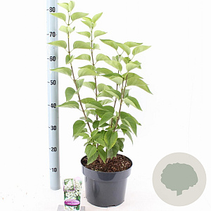 Syringa v. 'Mme Lemoine' 40-50 cm 5,0L