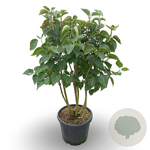 Syringa v. 'Michel Buchner' 125-150 cm 35L