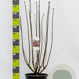 Syringa v. 'Sensation' 100-125 cm 20L