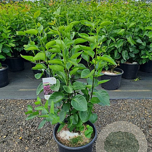 Syringa v. 'Sensation' 100-125 cm 20L