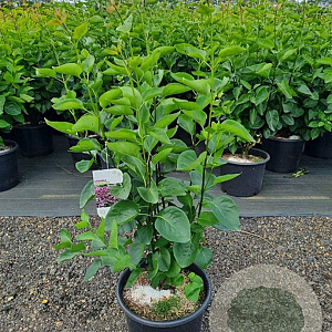 Syringa v. 'Sensation' 100-125 cm 20L