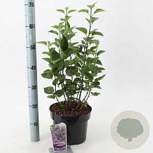 Syringa v. 'Sensation' 40-50 cm 5,0L