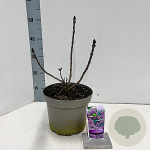 Syringa v. 'Sensation' 40-50 cm 5,0L