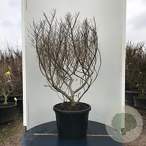 Ulmus minor 'Jacqueline Hillier' 80-100 cm 20L