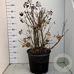 Viburnum opulus 'Compactum' 60-80 cm 20L