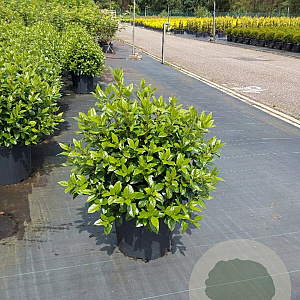 Viburnum tin. 'Eve Price' 60-80 cm 20L