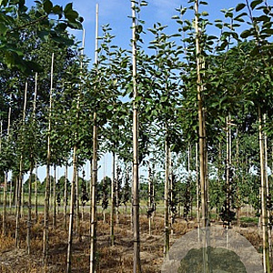 Malus domestica 'Schone van Boskoop' 16-18 cm draadkluit