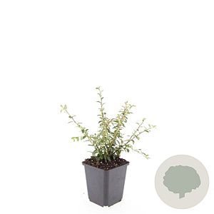 Cotoneaster suec. 'Coral Beauty' GM P9
