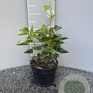 Hedera hel. 'Arborescens' 20-25 cm 2,0L