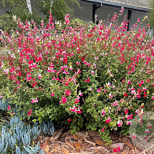 Salvia micr. 'Hot Lips' plantgoed P9