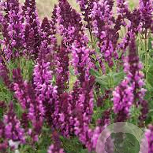 Salvia nem. 'Rose Queen' plantgoed P9