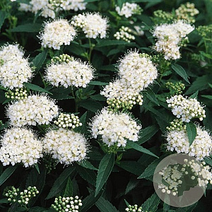Spiraea jap. 'Albiflora' 30-40 cm C1.5