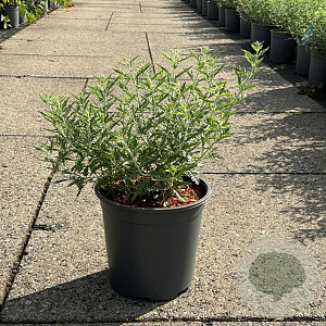 Perovskia 'Blue Spire' 20-30 cm 6,5L
