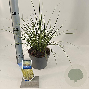 Carex brunnea 'Aureomarginata' 25-30 cm 2,0L