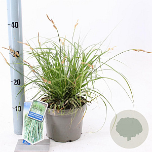 Carex oshim. Evercolor Evercream 20-25 cm 2,0L