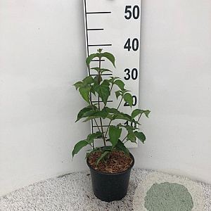 Cornus kousa chinensis 20-25 cm 2,0L