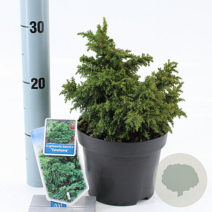 Cryptomeria j. 'Yokohama' 20-25 cm 3,0L