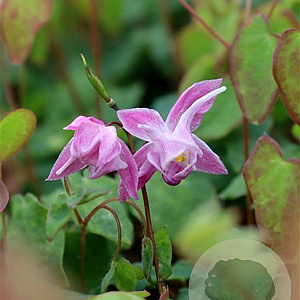 Epimedium gr. 'Akebono' GM P9