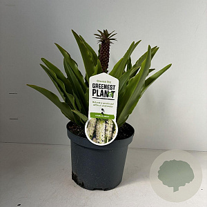 Eucomis autumnalis 30-40 cm 3,5L