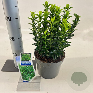 Euonymus jap. 'Microphyllus' 20-25 cm 2,0L