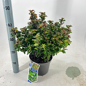 Ilex meserv. Little Rascal 20-25 cm 3,0L