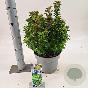 Ilex meserv. Little Rascal 30-40 cm 5,0L