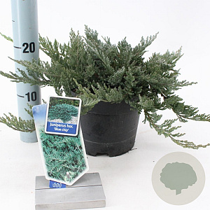 Juniperus h. 'Blue Chip' 20-25 cm 3,0L