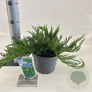 Juniperus sabina 'Tamariscifolia' 20-25 cm 3,0L