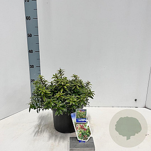 Pieris jap. 'Little Goldy' 20-25 cm 3,0L