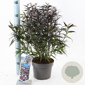 Strobilanthes anisop. Brunetthy 25-30 cm 3,0L