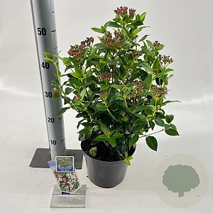 Viburnum tin. 'Eve Price' 30-40 cm 3,0L