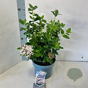 Viburnum tin. Lisarose 30-40 cm 3,0L