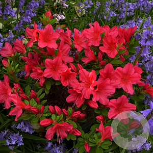 Rhododendron (AJ) 'Nico' 25-30 cm 4,0L