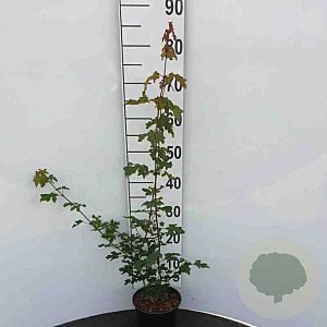Acer campestre 60-80 cm 2,5L