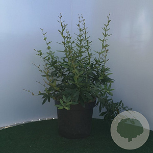 Berberis julianae 30-40 cm 7,5L