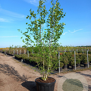 Betula utilis 'Doorenbos' 300-350 cm cont. 110L meerstammig