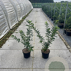 Euonymus europaeus 60-80 cm 7,5L