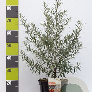 Hippophae rhamnoides 60-80 cm 7,5L