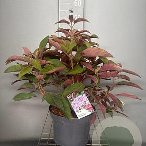 Hydrangea asp. Hot Chocolate 40-50 cm 7,5L