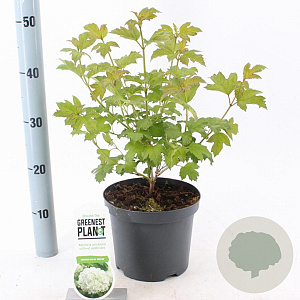 Viburnum opulus 'Roseum' 30-40 cm 3,0L