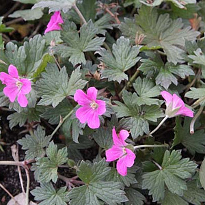 Geranium Buckland Beauty GM P9
