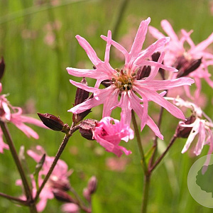 Lychnis flos-cuculi GM P9 BIO