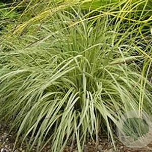 Molinia caerulea 'Variegata' GM P9 BIO