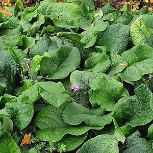 Trachystemon orientalis GM P9 BIO