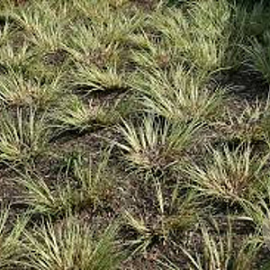Acorus gramineus 'Argenteostriatus' GM P9