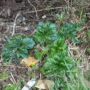Acanthus mollis 'Hollard's Gold' GM P9