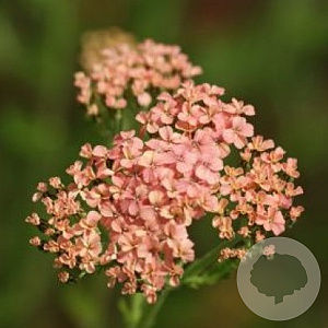 Achillea m. 'Lachsschönheit' GM P9