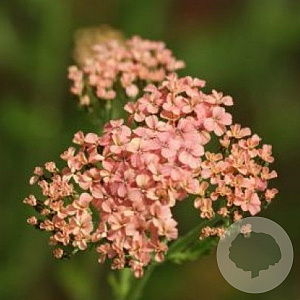 Achillea m. 'Lachsschönheit' GM P9